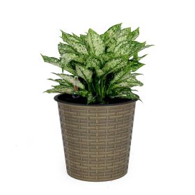 10.2" Self-watering Wicker Decor Planter for Indoor and Outdoor - Round - Natural